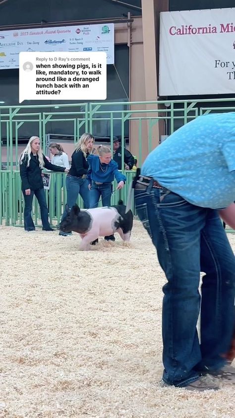 Replying to @D Ray explaining hog showmanship and the stare! #hogshowm... | pig showing | TikTok Show Hogs, Showing Pigs, Show Pigs, Pig Showing, Farm Show, Consumer Culture, Summer Vision, Ffa, Country Living