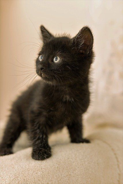 Cute Kittens Black, Black Kitten Funny, Black Kitten Aesthetic, Cute Black Kitten Aesthetic, Kitten Dark Aesthetic, Cute Cats Photos, Silly Cats Pictures, Pretty Animals, Cute Cats And Kittens