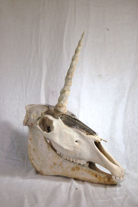 Unicorn Skull Medieval Unicorn, Unicorn Skull, Horse Skull, Skull Reference, Paper Mache Clay, Taxidermy Art, Bone Crafts, Last Unicorn, Vulture Culture