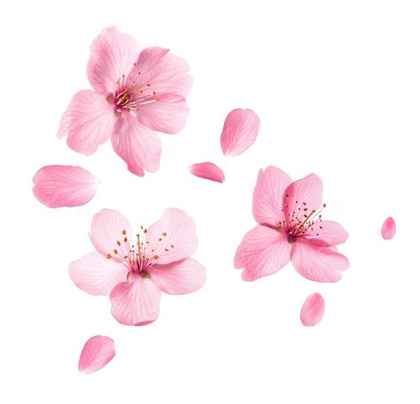 Cherry blossom flowers blossoms petals spring | Premium AI-generated image Cherry Blossom Png, Cute Cherry Blossom, Cherry Blossom Petals, Plum Blossoms, Cherry Blossom Flowers, Blossom Tree, Blossom Trees, Plum Blossom, Green Screen