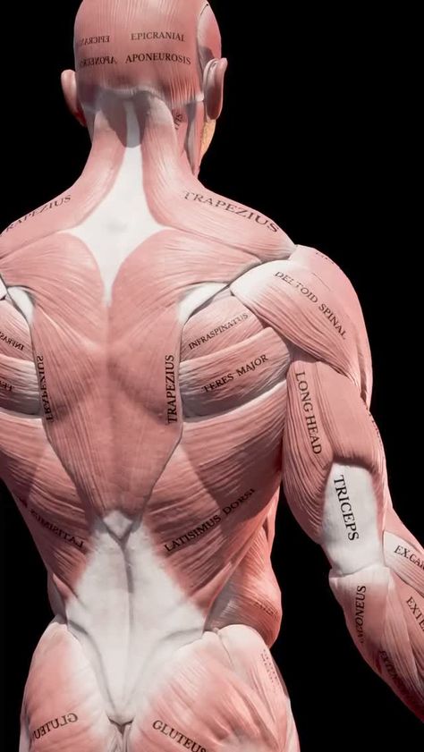 Science Optics (@scienceoptics) on Threads Shoulder Anatomy, Shoulder Muscle, Human Muscle Anatomy, Anatomy Practice, Basic Anatomy And Physiology, Anatomy Tutorial, Human Anatomy Drawing, Muscle Anatomy, Human Anatomy Art