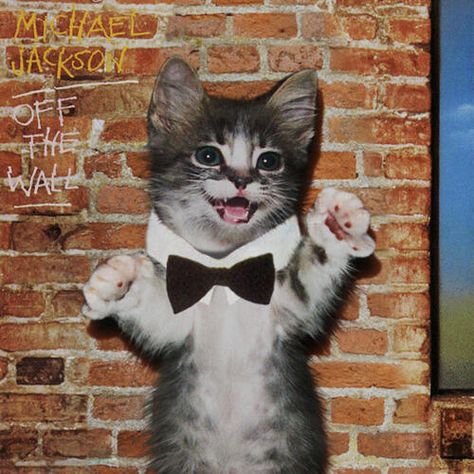 Cat Album Covers, Kitten Covers, Famous Album Covers, Albums Covers, Goth Memes, Rock Album Covers, Cat Music, Classic Album Covers, Funny Tumblr