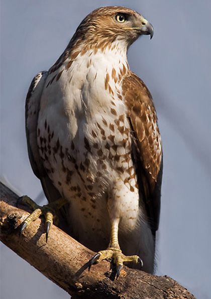 Red-tailed Hawk: Found in Alaska and Canada south to Panama. Found in open country, woodlands, prairie groves, mountains, plains, farmlands, and roadsides. Raptors Bird, Hawk Bird, List Of Birds, Red Tailed Hawk, Cow Art, Backyard Birds, Bird Pictures, Birds Of Prey, Bird Species