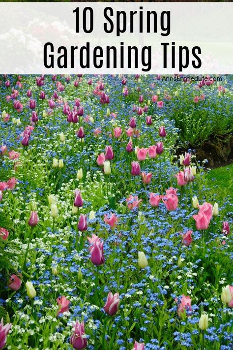 10 Spring Gardening Tips. Thinking about planting a garden this spring? These terrific spring gardening tips will get you started with producing vegetables, herbs, fruits, and flowers in your own backyard. Gardening Seasons, Modern Garden Landscape, Spring Garden Ideas, Perfect Garden Layout, Seasonal Gardening, Planting A Garden, Christmas Planter, Garden Prepping, Spring Gardens