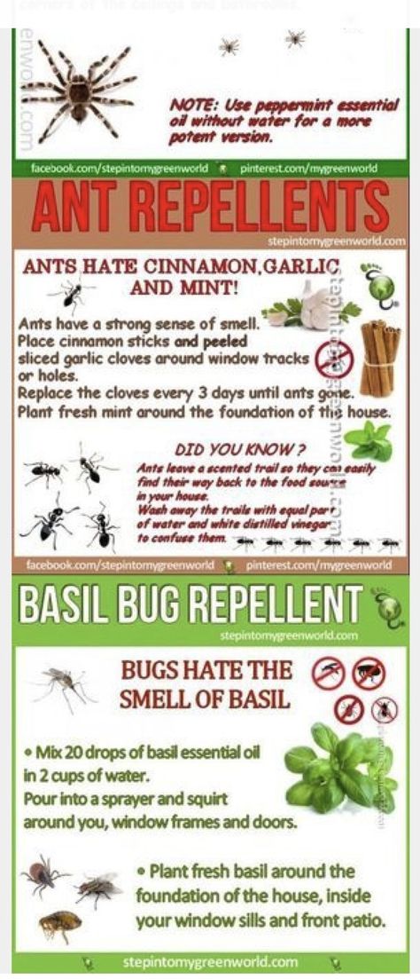 Ant Deterrent Diy, Ant Repellent Diy Indoor, Ants Repellent Diy, Plants That Repel Ants, Insecticide For Plants, Organic Mosquito Repellent, Ants In Garden, Repellent Diy, Ant Repellent