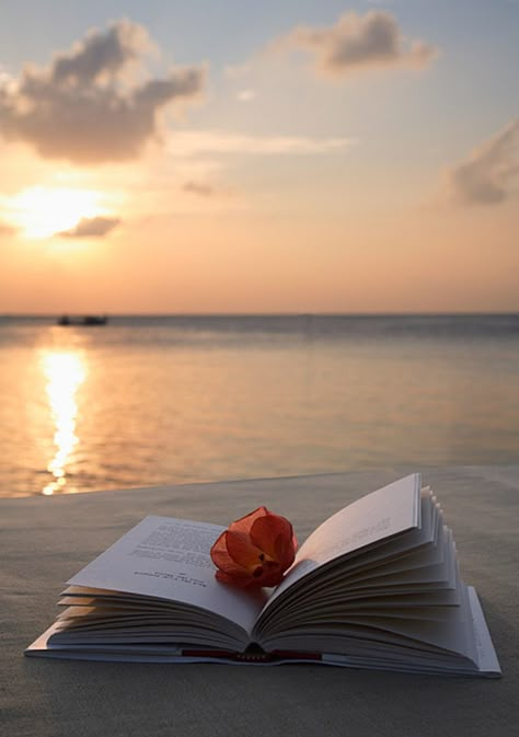 An Open Book, Maldives Resort, Book Flowers, Jolie Photo, Open Book, 인물 사진, I Love Books, Book Photography, Love Book