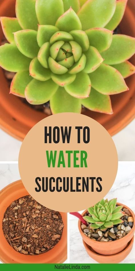 Do you need to know how to water succulents? This post will teach you everything you need to know so you can water your succulents the right way! Garden Knowledge, Water Succulents, Succulents In Pots, Succulent Containers, How To Water Succulents, Can Water, Holiday Cactus, Tiny Garden, Succulent Garden Diy