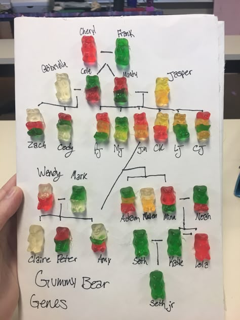 Edible Dna Model Project, Gummy Bear Genetics, Biology Crafts Art Projects, Dna Science Project, Dna Project Ideas, Biology Teacher Aesthetic, Biology Crafts, Biology Project Ideas, Genetics Aesthetic