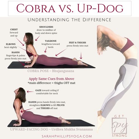 Hata Yoga, Upward Dog, Yoga Teacher Resources, Basic Yoga Poses, Different Types Of Yoga, Yoga Beginners, Yoga Techniques, Dog Yoga, Yoga Posen