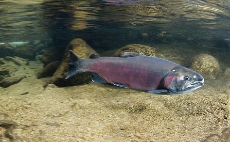 Coho Salmon Salmon Species, Chum Salmon, Coho Salmon, Pacific Salmon, Central Coast California, Sockeye Salmon, Salmon Run, Fish Stock, River Fishing