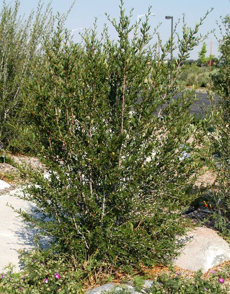 Littleleaf mountain mahogany, Cercocarpus intricatus Plant Select Mountain Mahogany, Xeriscape Landscaping, Desert Area, Front Yard Garden, Sun And Water, Plant List, Evergreen Shrubs, Seed Pods, Types Of Soil