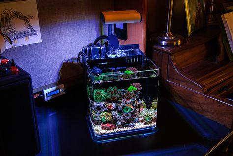 Teenyreef's 4 gallon CAD Lights AIO pico reef - March 2015 Featured Reef Aquarium Pico Reef Tank, Saltwater Tank, Reef Aquarium, The Aquarium, Reef Tank, Fish Tanks, Rock Pools, Aquariums, Water Tank