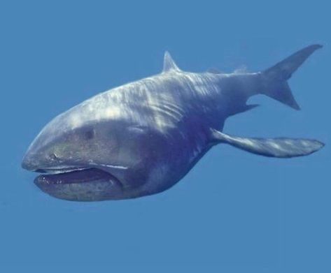 Shark Habitat, Megamouth Shark, Shark Stuff, Basking Shark, Shark Conservation, Save The Sharks, Types Of Sharks, Shark Facts, Shark Pictures