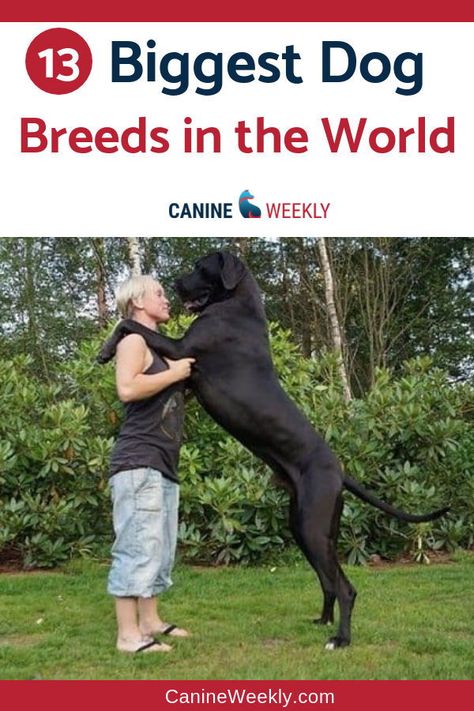 Worlds Biggest Dog, Biggest Dog Breeds, Dog Breeding Kennels, Gentle Giant Dogs, Worlds Largest Dog, Biggest Dog In The World, Largest Horse Breed, Family Dogs Breeds, Family Friendly Dogs