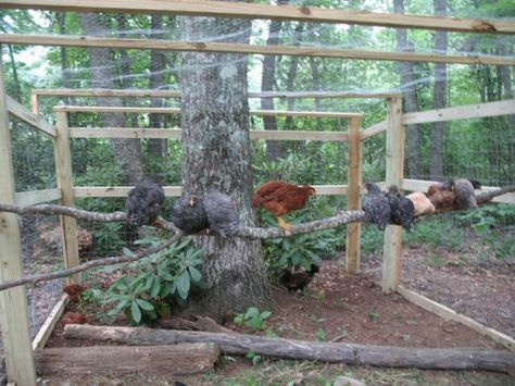 around a tree, inside run Chicken Run With Trees, Tree Branch Chicken Roost, Chicken Run Perch Ideas, Chicken Tree Perch, Plants In Chicken Run, Chicken Habitat, Chicken Tree, Plants For Chickens, Chicken Perch