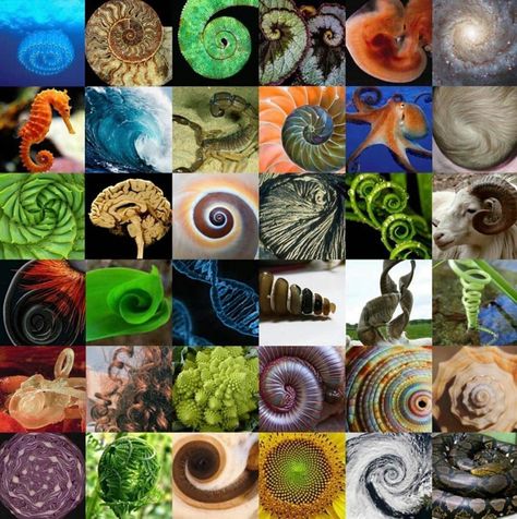 Subtle Energy en Instagram: "Which spiral is your favorite? 💫 Graphic via @geometricmodels" Spiral In Nature, Fibonacci In Nature, Spiral Mandala, Spirals In Nature, Geometry In Nature, Golden Spiral, Fibonacci Sequence, Fibonacci Spiral, Brain Chemistry