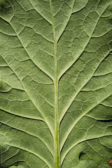 Fresh from garden collard green leaf with vein pattern closeup texture. Collard Green, Leaf Veins, Leaf Texture, Close Up Photography, Collard Greens, Tree Bark, Green Leaf, Green Leaves, Runes