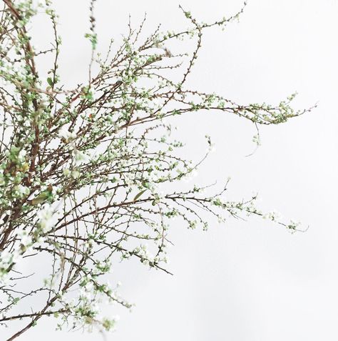 Approaching the absolute best time of year for flowers. Spirea is one of my all time favorites and I especially love this twiggy variety. Festival Wedding, Types Of Flowers, Flower Images, Green Wedding, Styled Shoot, Garden Inspiration, Spring Flowers, Wedding Inspo, All Time