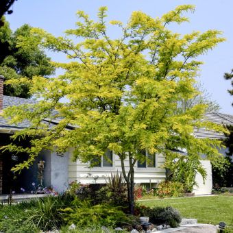 Sunburst thornless honey locust - Inland Valley Garden Planner Honey Locust Tree, Waterwise Garden, Honey Locust, Landscaping Inspiration, Garden Planner, Front House Landscaping, Ornamental Trees, Shade Trees, Deciduous Trees