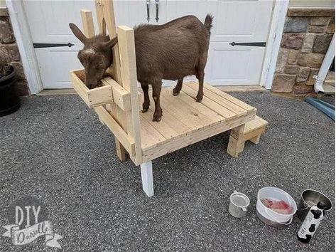 DIY Danielle Goat Milking Stand Goat Milking Station, Goat Milk Stand, Goat Stand, Goat Milking Stand, Goat Playground, Goat Ideas, Goats And Chickens, Goat Shed, Goat Milking