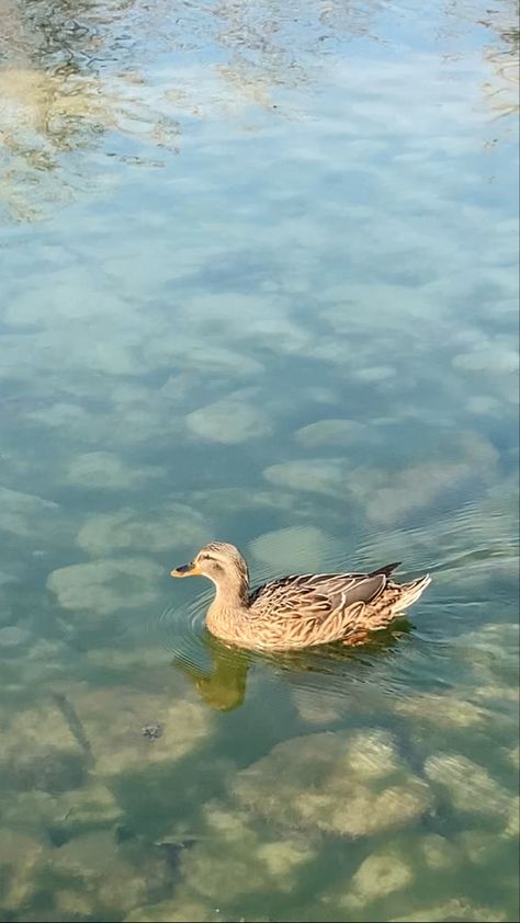 #water #river #ducks #sunnyday A cute duck at the water’s edge🤩 Duck In Water, Water River, Quack Quack, Cute Duck, In Water, Ducks, Sunny Days, Drawings, Water