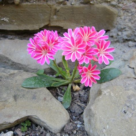 Lewisia Cotyledon, Gardening Indoors, Native Gardens, Globe Amaranth, Diy Garden Fountains, Pink Garden, Rain Garden, Common Names, Native Garden