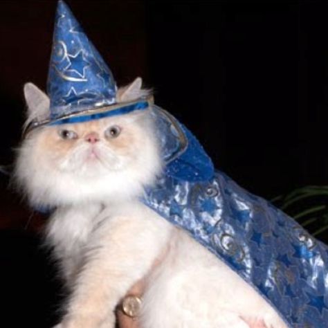 Classic wizard cat Cat In Wizard Hat, Cute Wizard Outfit, Zaza Wizard Meme, Wizard Core Aesthetic, Cat With Wizard Hat, Wizard Reference, Tabaxi Wizard, Wizard Pfp, Wizard Icon