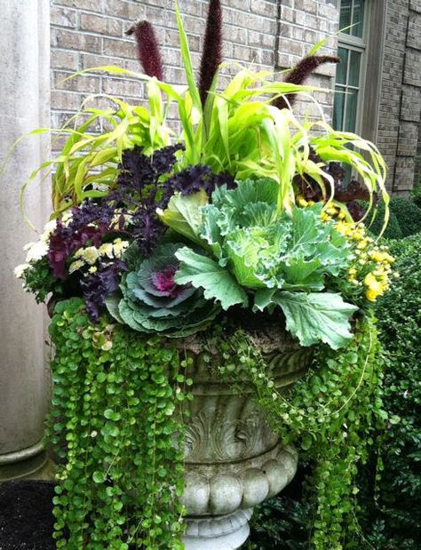 A gorgeous container garden with ornamental cabbages and creeping jenny--perfect for Fall! Potting Ideas, Fall Pots, Summer Planter, Fall Container Gardens, Ornamental Cabbage, Flower Containers, Goth Garden, Fall Containers, Creeping Jenny