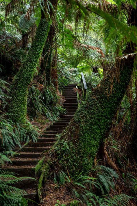 13 Trails and Waterfalls in the Otways, Victoria Waterfall House, Cumberland Falls, Apollo Bay, Temperate Rainforest, Small Waterfall, Landscape Background, Trail Runners, Fun Run, Travel Bug