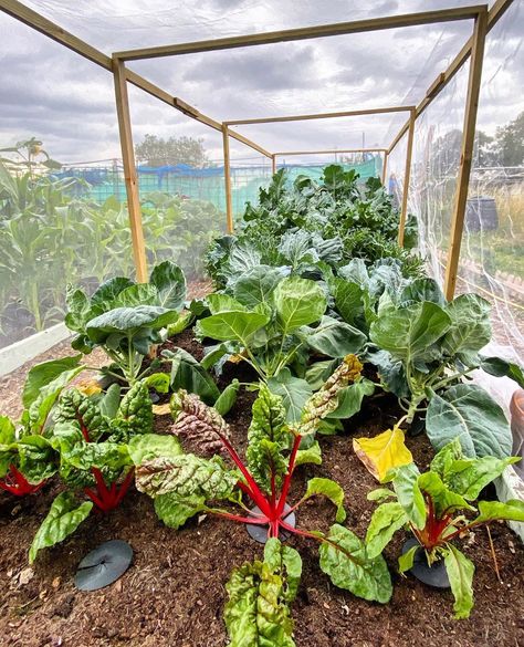 Brassica Cage, Country Living, Vegetable Garden, Garden Design, Plants, Instagram