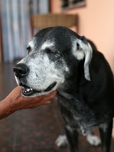 Psy I Szczenięta, Older Dogs, Old Dogs, Senior Dog, Dog Care, Mans Best Friend, Dog Life, Belle Photo, I Love Dogs