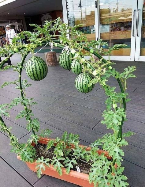 Vegetable Garden Trellis Ideas Diy, Outdoor Trellis Ideas, Garden Trellis Ideas, Flower Bed Edging, Watermelon Plant, Creative Garden Decor, Vegetable Garden Planner, Trellis Ideas, Outdoor Trellis