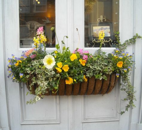 Planter Boxes Flowers, Balcony Flower Box, Window Box Plants, Window Box Garden, Plant Window, Window Box Flowers, Balcony Flowers, Window Planters, Spring Window