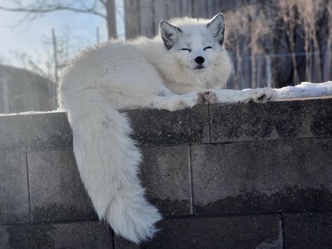 Arctic Foxes, Fox White, Fox Costume, Fox Nursery, Fox Drawing, Fox Dog, Cut Animals, Fox Painting, Grey Fox