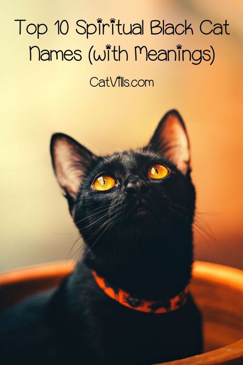 If you are looking for spiritual black cat names, look no further, we�ve got you covered. Read on for 10 names for male and female kitties! Things That Are Black, Names That Mean Black, Spooky Cat Names, Black Cat Names Boys, Black Kitten Names, Black Cat Names Female, Male Black Cat Names, Black Cats Aesthetic, Wiccan Names