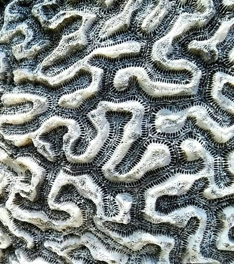 Brain coral photo by Elizabeth Schowachert Brain Texture, Beach Patterns, Coral Texture, Brain Coral, Micro Photography, Coral Art, Unique Textures, Coral Pattern, Architecture Design Sketch