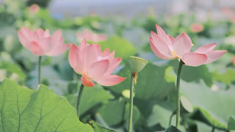 Lotus Twitter Header, Lotus Laptop Wallpaper, Pink Lotus Aesthetic, Lotus Header, Lotus Flower Background, Feng Shui Wallpaper, Lotus Icon, Lotus Aesthetic, Flowers Lotus