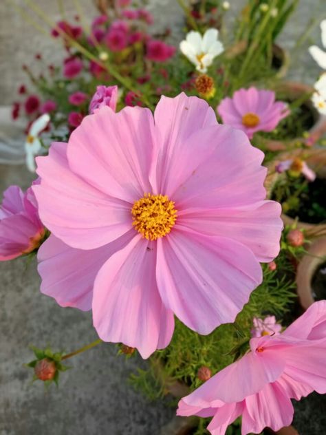 Pink Cosmos Flowers, Pink Cosmo, Flower References, Weird Places, Pink Cosmos, Cosmos Flowers, Flowers For You, Rare Flowers, Pink Cake