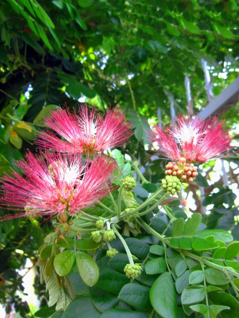 Monkeypod or Saman Tree (Samanea saman) Large fast-growing evergreen shade tree with magnificent spreading crown, native to rainforest where it grows over 100 ft tall w/ spread of 200 ft (usually way less outside rainforest),leaves fold together at night or during rain.  Powder puff flowers in white, yellow or pink, heaviest bloom in summer.  Seed pods are 12-18 inches long.  Edible, but fun to rattle when dry (we did as kids).  Zones 10-11.  Great, really huge shade tree. Monkey Pod Tree, Samanea Saman, Unusual Trees, Rainforest Leaves, Tamarind Tree, Tree Types, Florida Trees, Rain Tree, Fast Growing Evergreens