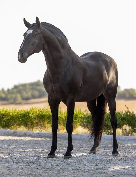 (Lusitano World) Lusitano Stallion, Male Horse, Lusitano Horse, Pony Breeds, Animals Amazing, Horses For Sale, Animal Facts, Cute Horses, Equine Photography