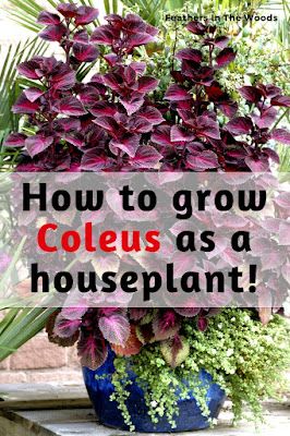 Coleus Plant, Coleus Plants, Household Plants, Overwintering, Inside Plants, Growing Plants Indoors, Indoor Gardens, Plant Decor Indoor, House Plant Care