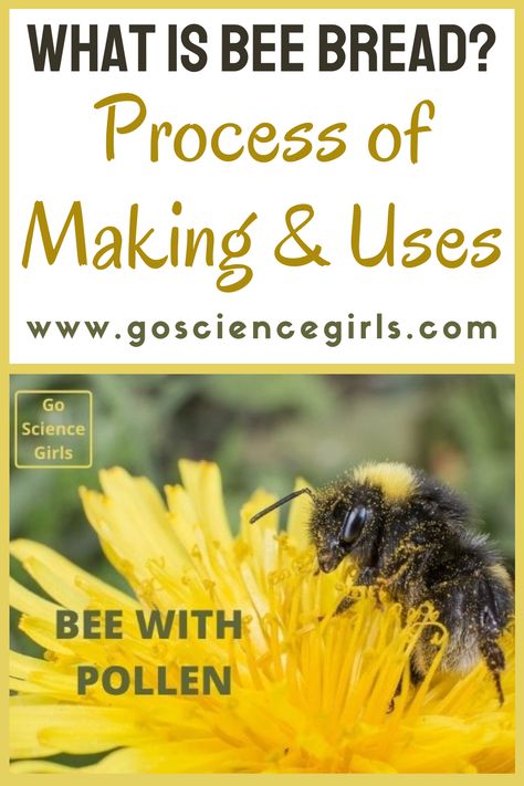 Bee Bread Benefits, Bee Bread Recipe, Edible Science, Bee Bread, Science Girl, Plant Breeding, Bread Making, Bee Pollen, Science Experiments Kids