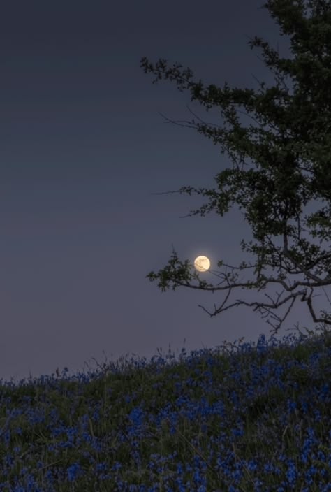 Kam Core, Dark Naturalism, The Moon Is Beautiful, Dark Paradise, Moon Photography, Earth Lover, Foto Art, A Hill, Night Aesthetic