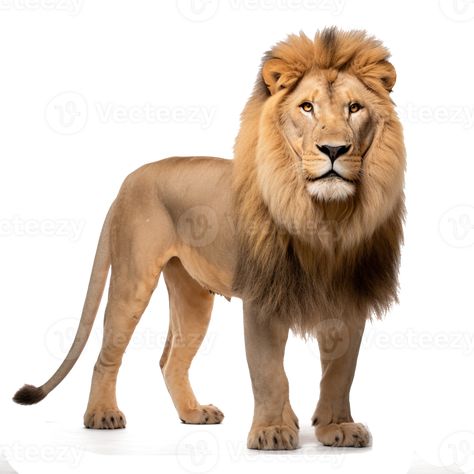 AI-Generated Majestic lion on transparent background Lion Png, Asiatic Lion, Majestic Lion, Black Lion, Beautiful Roads, Girls Cartoon, Girls Cartoon Art, Free Png, Cartoon Art