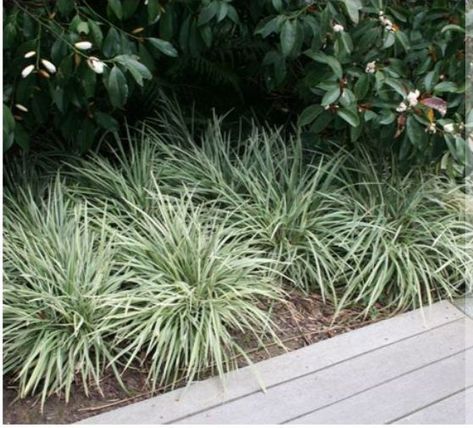 Liriope spicata 'Silver Dragon' Ficus Nitida, Landscaping Shrubs, White Flowering Plants, Types Of Shrubs, Growing Bamboo, Silver Plant, Florida Landscaping, Front Garden Landscape, Backyard Plants