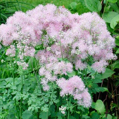 Columbine meadow rue Meadow Garden, Best Perennials, Garden Mini, Meadow Rue, Annual Flowers, Late Spring, Hardy Perennials, Free Plants, Tropical Design