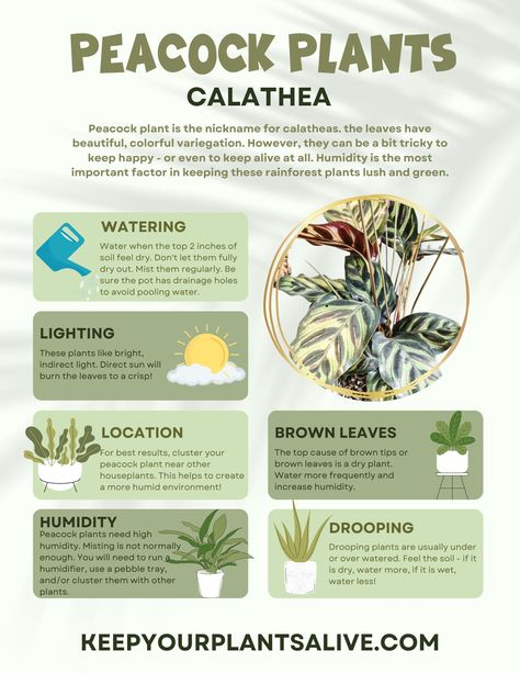 Peacock Plant Care, House Plant Care Guide, Peacock Calathea, Calathea Plant Care, Prayer Plant Care, Indoor Forest, Indoor Plant Care Guide, Monstera Peru, Peacock Plant