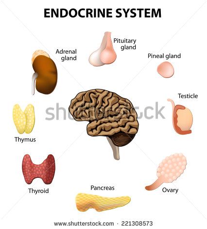 Pancreas Stock Photos, Images, & Pictures | Shutterstock Low Energy Remedies, Tiredness Remedies, Endocrine Disruptors, Pituitary Gland, Pineal Gland, Adrenal Glands, Medical Terminology, Thyroid Gland, Natural Cough Remedies