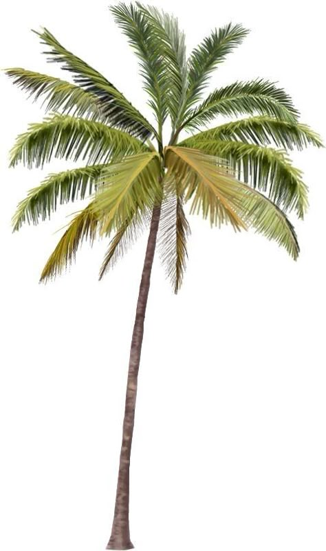 Mexican Fan Palm, Palm Tree Png, Palm Tree Drawing, Palm Tree Island, Tree Photoshop, Green Coconut, Tree Plan, Coconut Palm Tree, Palm Trees Painting