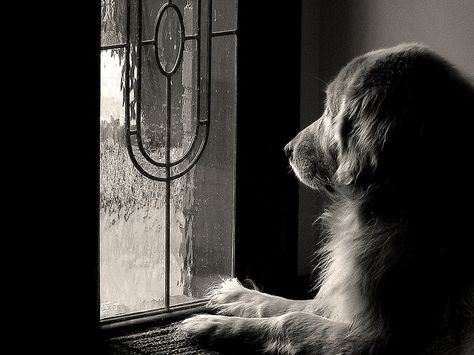 He waits . My dog when I was a child looked like this Pet Photography Tips, Dog Waiting, Digital Photography School, Loyal Dogs, Dog Photography, Dog Photos, Mans Best Friend, I Love Dogs, Digital Photography